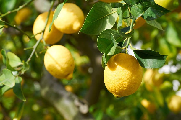 lemon tree